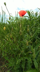 Papaver rhoeas