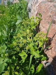 Angelica archangelica litoralis