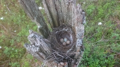 Muscicapa striata