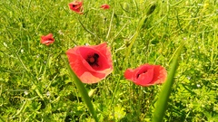 Papaver rhoeas