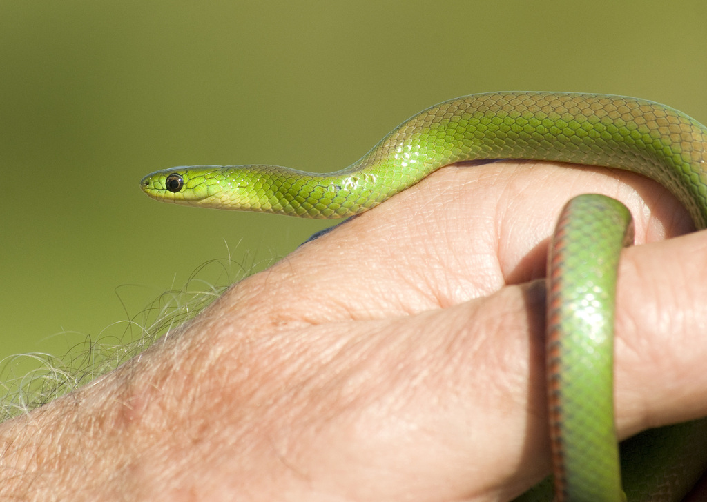 Jaeger's Ground Snake
