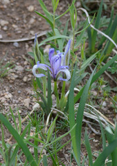 Iris lactea biglumis