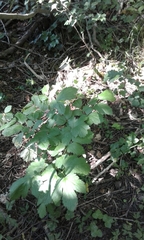 Actaea spicata