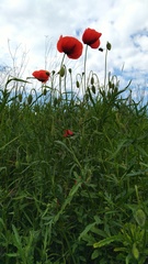Papaver rhoeas