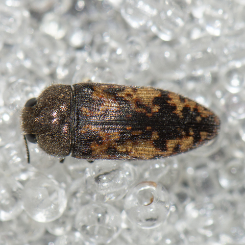 Acmaeodera edmundi · iNaturalist