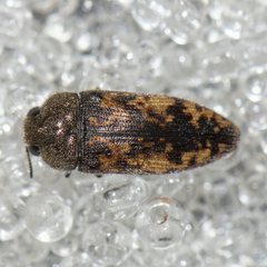 Acmaeodera edmundi