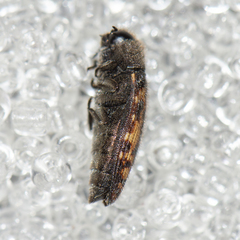 Acmaeodera edmundi