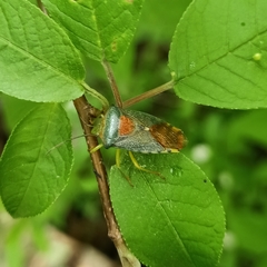 Acanthosoma denticaudum