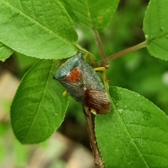 Acanthosoma denticaudum