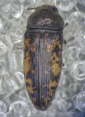 Acmaeodera edmundi