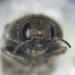 Acmaeodera edmundi