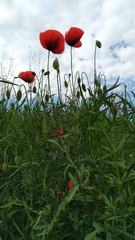 Papaver rhoeas