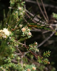 Kunzea capitata