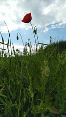 Papaver rhoeas