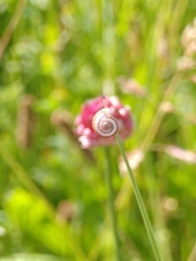 Helicella itala
