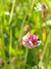 Helicella itala
