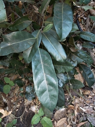 Cryptocarya cunninghamii observed 2021-06-11