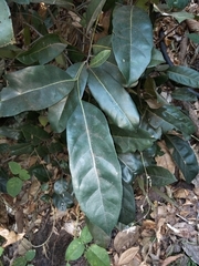 Cryptocarya cunninghamii