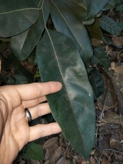 Cryptocarya cunninghamii
