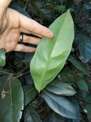 Cryptocarya cunninghamii