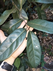 Cryptocarya cunninghamii