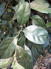 Cryptocarya cunninghamii