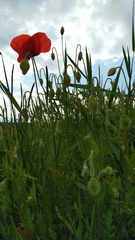 Papaver rhoeas