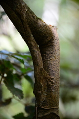 Uroplatus