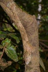 Uroplatus