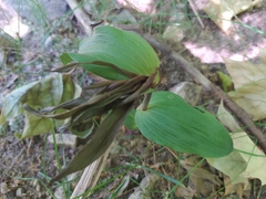 Epipactis bugacensis rhodanensis
