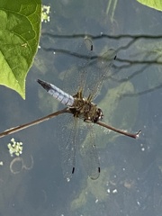 Libellula fulva