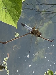 Libellula fulva