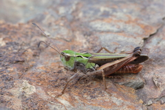 Stenobothrus grammicus