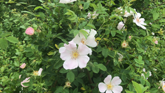 Rosa canina