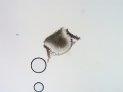 Trullula olivascens