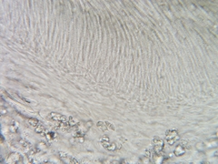 Trullula olivascens