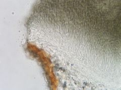 Trullula olivascens