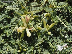 Astragalus angustifolius