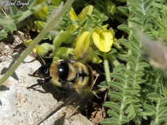 Bombus niveatus