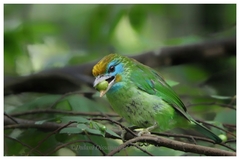 Psilopogon flavifrons