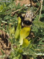 Astragalus pinetorum