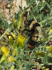 Bombus niveatus