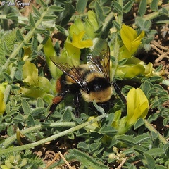 Bombus niveatus