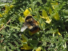 Bombus niveatus