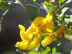 Callophrys herculeana