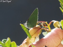 Callophrys herculeana