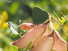 Callophrys herculeana
