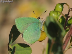 Callophrys herculeana