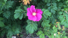 Rosa rugosa