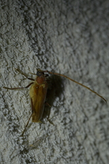 Ochrocydus huttoni